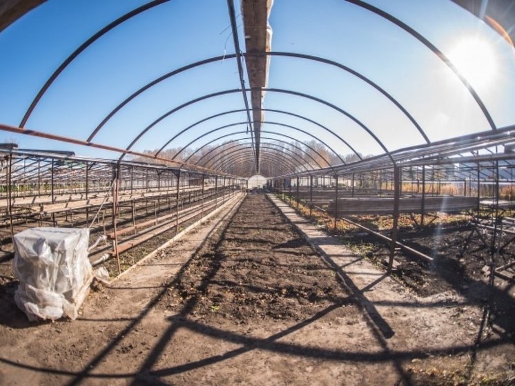 В Новосибирске агроном Шубина назвала эффективный способ борьбы с вредителями