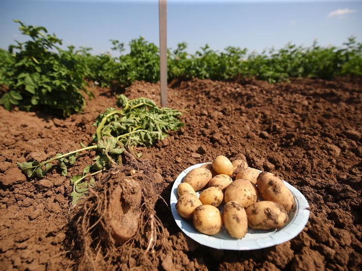 В Астраханской области собрали 270 тысяч тонн позднего картофеля