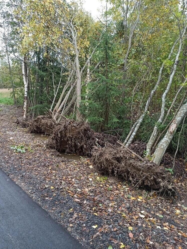 Защитники Кургана в Петрозаводске: лес не выдержит вырубку