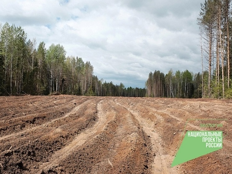 На почти 4 тысячах гектарах в Кировской области высадили саянцы будущих лесов