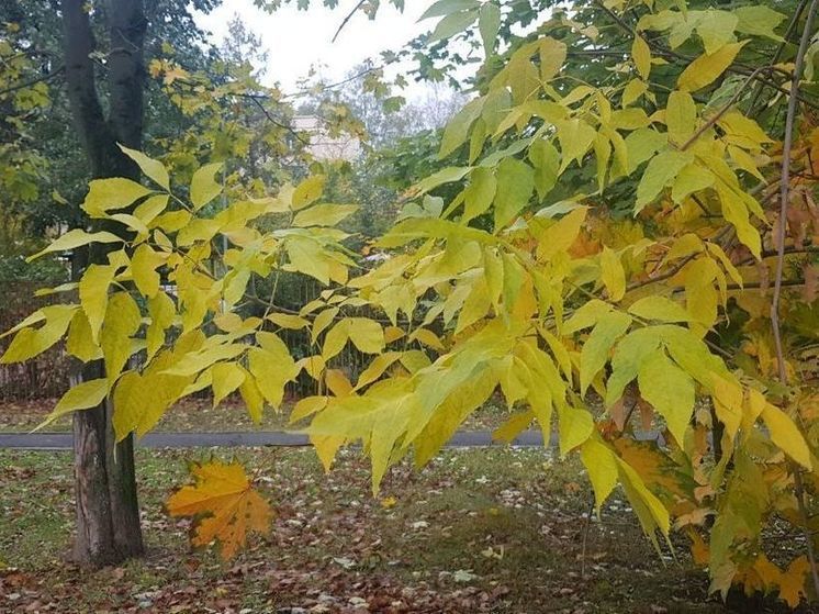 Синоптик прогнозирует начало похолодания в Подмосковье уже сегодня