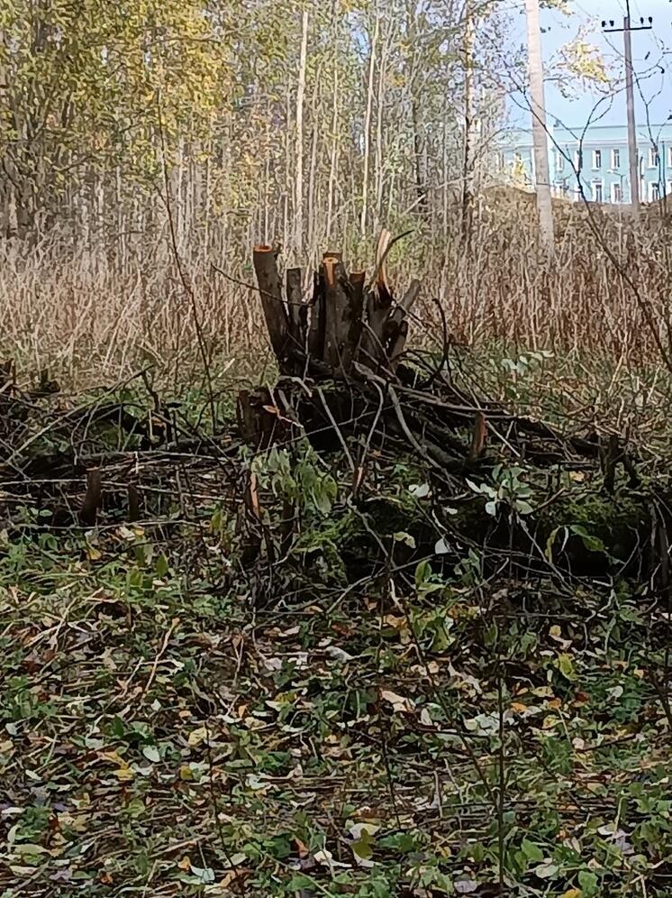 Жителей Петрозаводска смутили и насторожили пни на просеке на Кургане