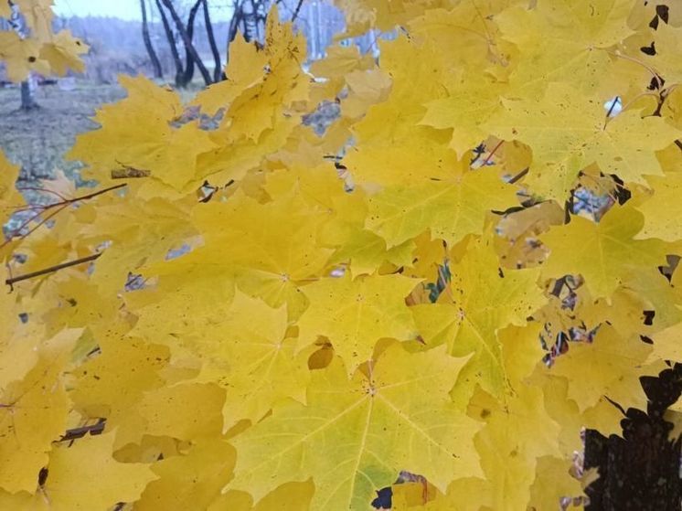 В Подмосковье ожидается теплая зима и придет она с опозданием