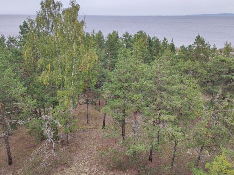 Водители убрали дерево, рухнувшее на дорогу в районе Куршской косы