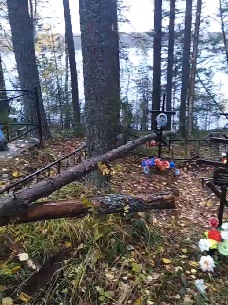 На кладбище в Кондопожском районе ветром повалило деревья прямо на могилы