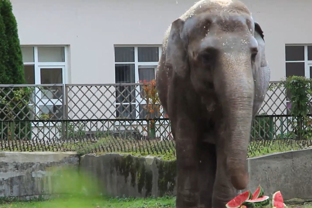 Слониха Преголя из Калининградского зоопарка отметила 53-летие