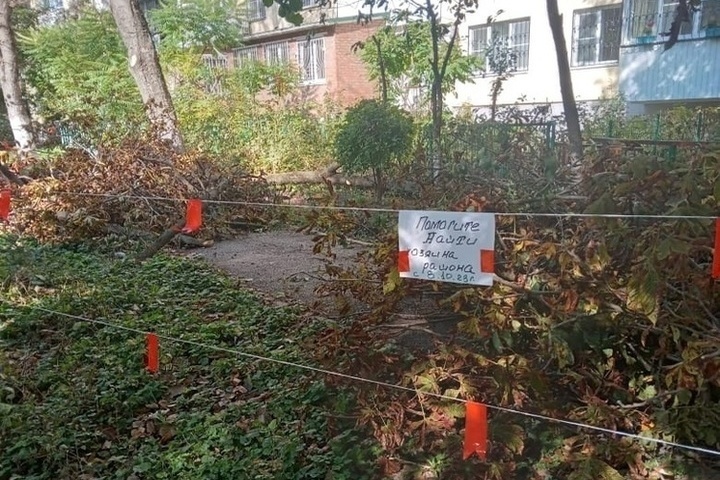 Жители Ростова массово просят убрать упавшие на Коммунистическом деревья