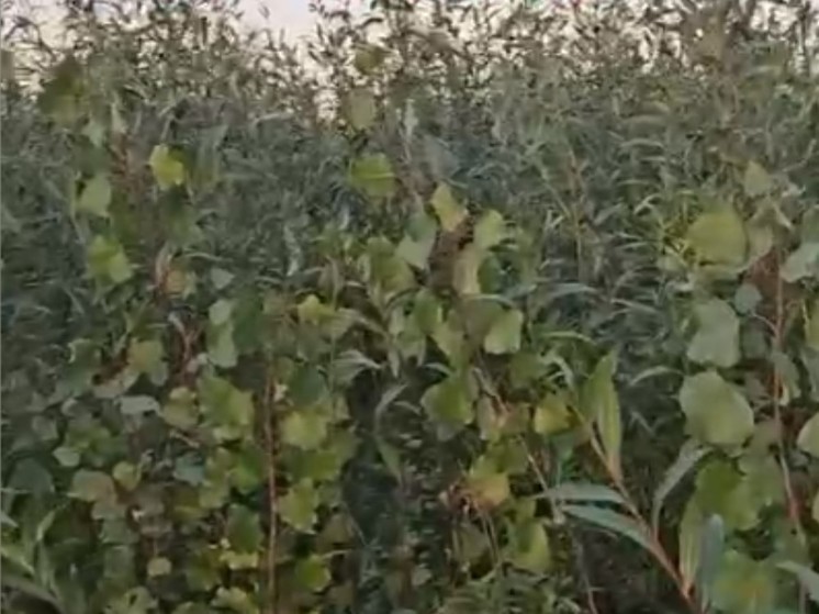 В Сети появилось видео заросшего молодыми деревьями высохшего Каховского водохранилища