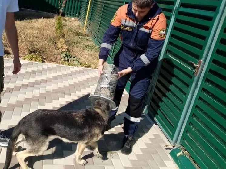 На Ставрополье спасли овчарку, застрявшую головой в воздушном фильтре