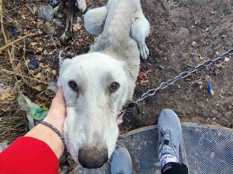 Началась проверка по заявлению о евшей землю от голода собаке в Забайкалье