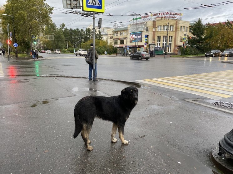 В Мурманской области снизилось количество безнадзорных животных