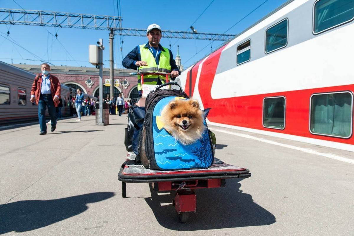 Петербург за девять месяцев увидели 3,1 млн пассажиров двухэтажных поездов