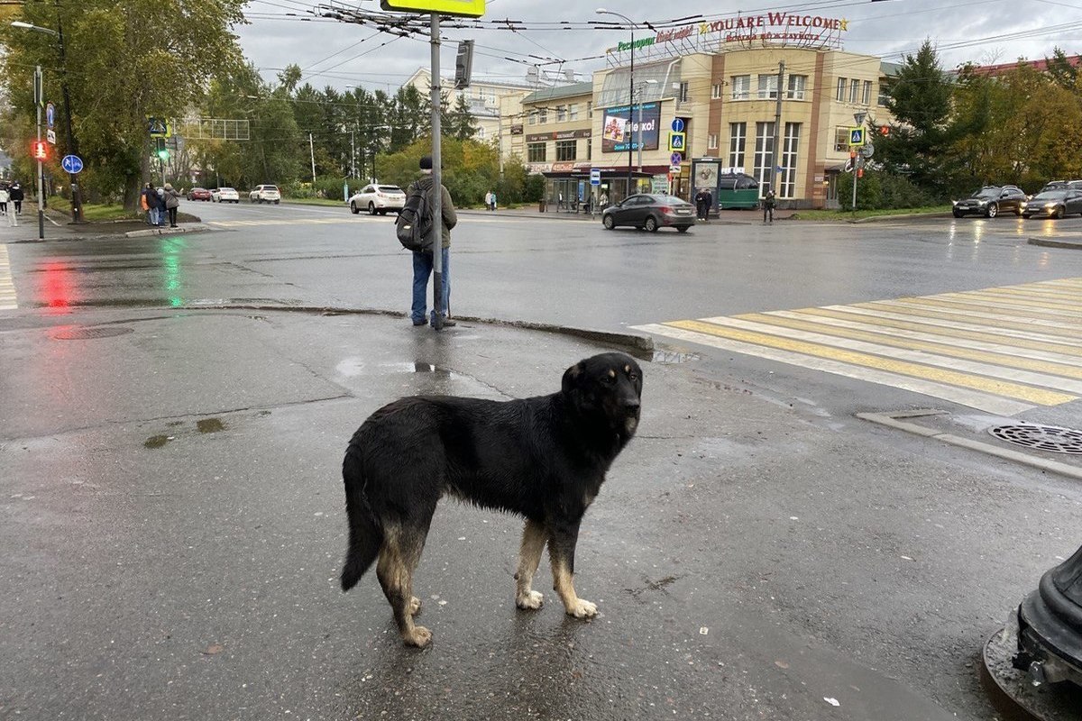 В Мурманской области снизилось количество безнадзорных животных - МК  Мурманск