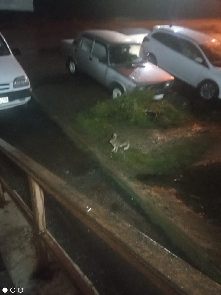 Заяц заблудился на улице в Костомукше