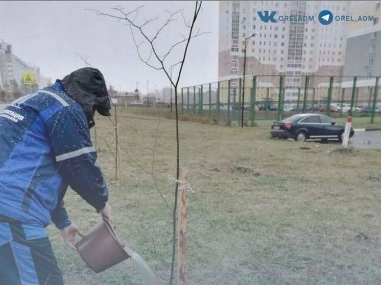 В Орле на улице Емлютина компенсационно высадили новые деревья