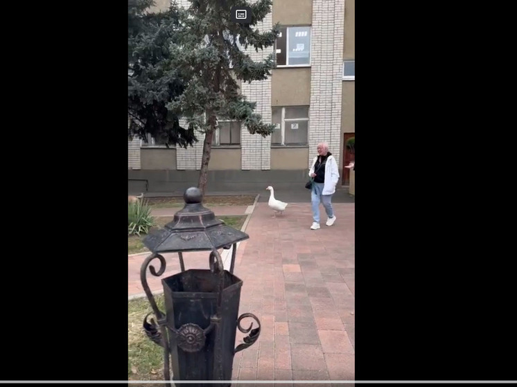 На улицах Невинномысска заметили женщину, выгуливающую гуся