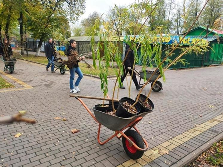 Больше 200 деревьев высадили в брянских парках