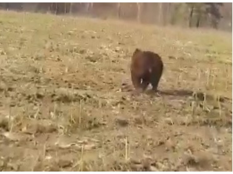 Медведь вышел к людям под Новосибирском