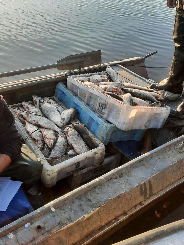 Браконьер с Ямала наловил ценной рыбы на 1 млн и отделался условкой