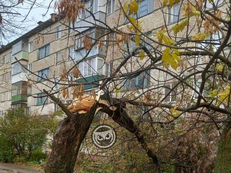 В Пензе сильный ветер снёс остановку и сломал пополам дерево