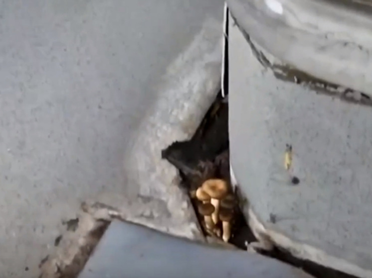 Употреблять их в пищу эксперты не советуют