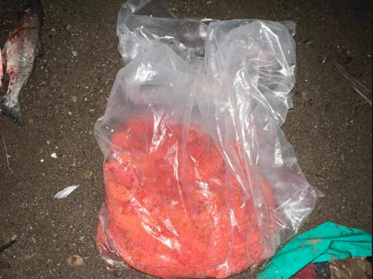 Браконьер заготовил более 10 кг икры на нерестовой реке на Сахалине