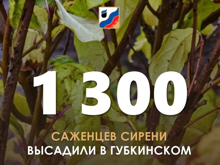 В Губкинском высадили еще 1,3 тысячи саженцев сирени