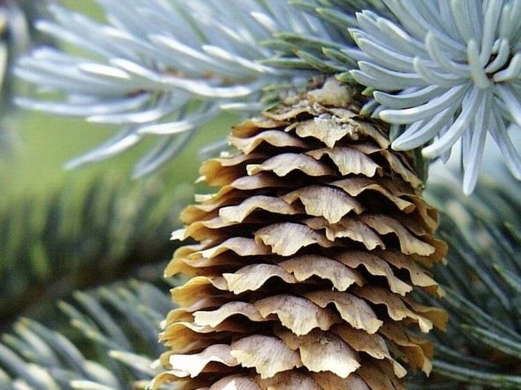 В Одинцово разгорелся спор из-за спиленной голубой ели