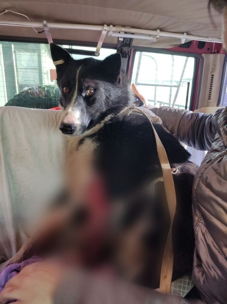 Бездомной собаке поезд отрубил лапу: волонтеры Салехарда собирают деньги на лечение