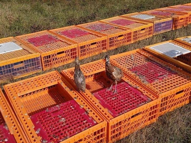 В Крымском госприродном зоологическом заказнике выпустили 750 фазанов