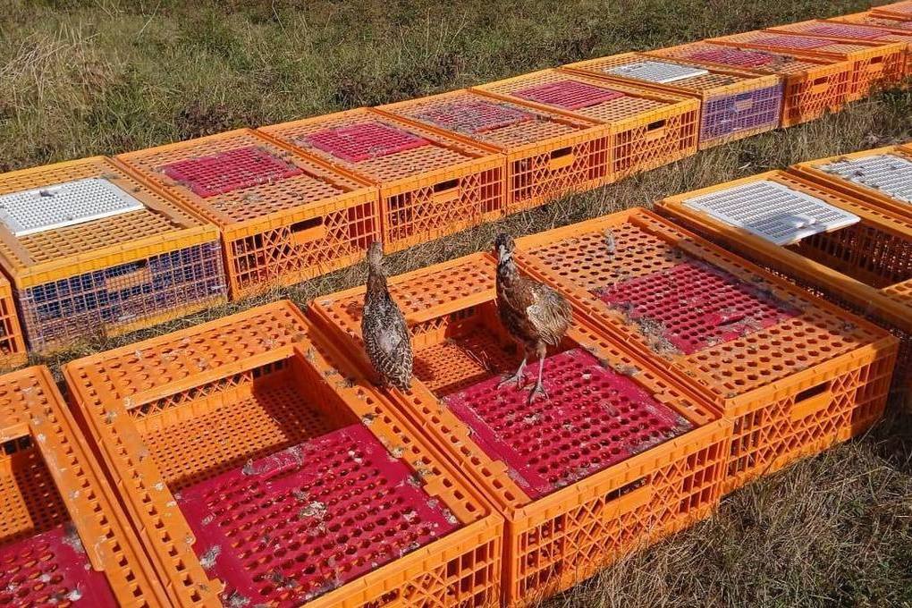 В Крымском госприродном зоологическом заказнике выпустили 750 фазанов