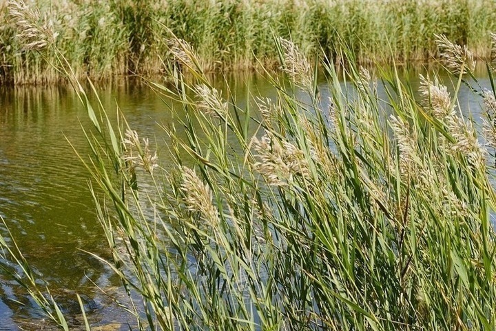 В городе Алексеевка в реке Тихая Сосна утонул мужчина