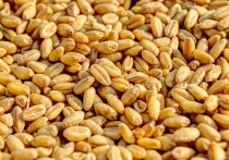 Директор Алтайского филиала ФГБУ «Центр оценки качества зерна» Мария Шостак полагает, что Алтайский край может занять лидирующие позиции среди сибирских регионов по экспорту зерна в КНР.