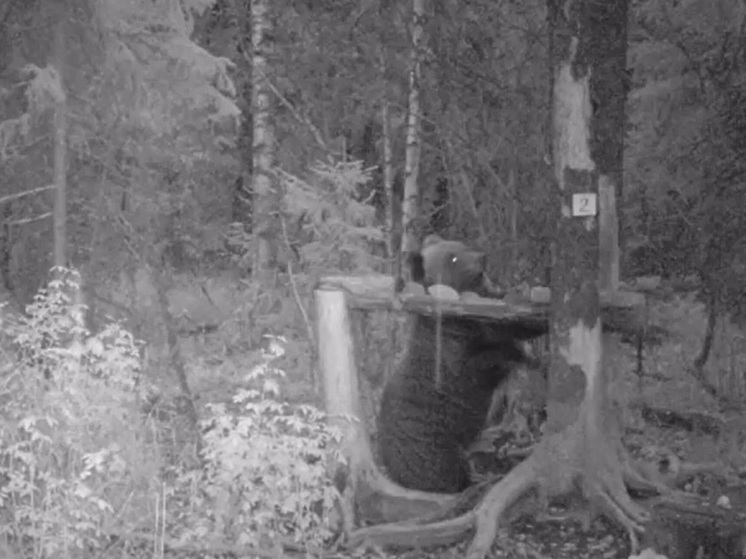 Поел соли и почесался: на Ямале довольный медведь попал на видео в лесу