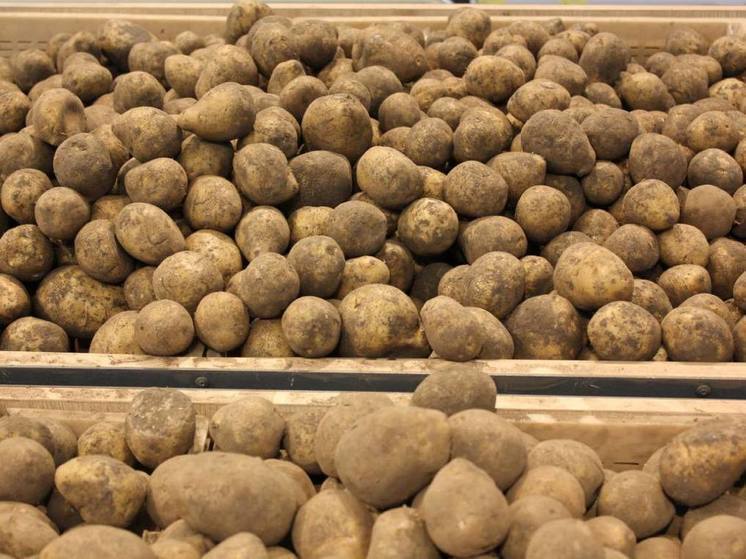 Рекордный урожай картофеля ожидается в Ингушетии