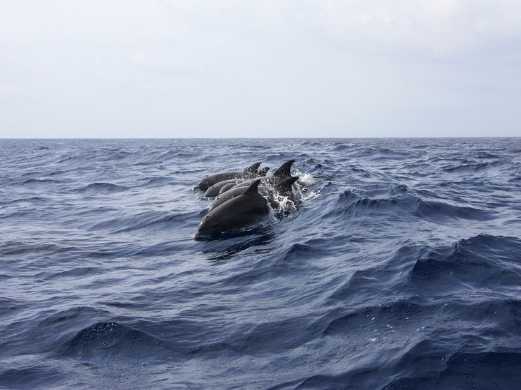 Naval News: Россия перебросила боевых дельфинов для борьбы со спецназом ВСУ в Крыму