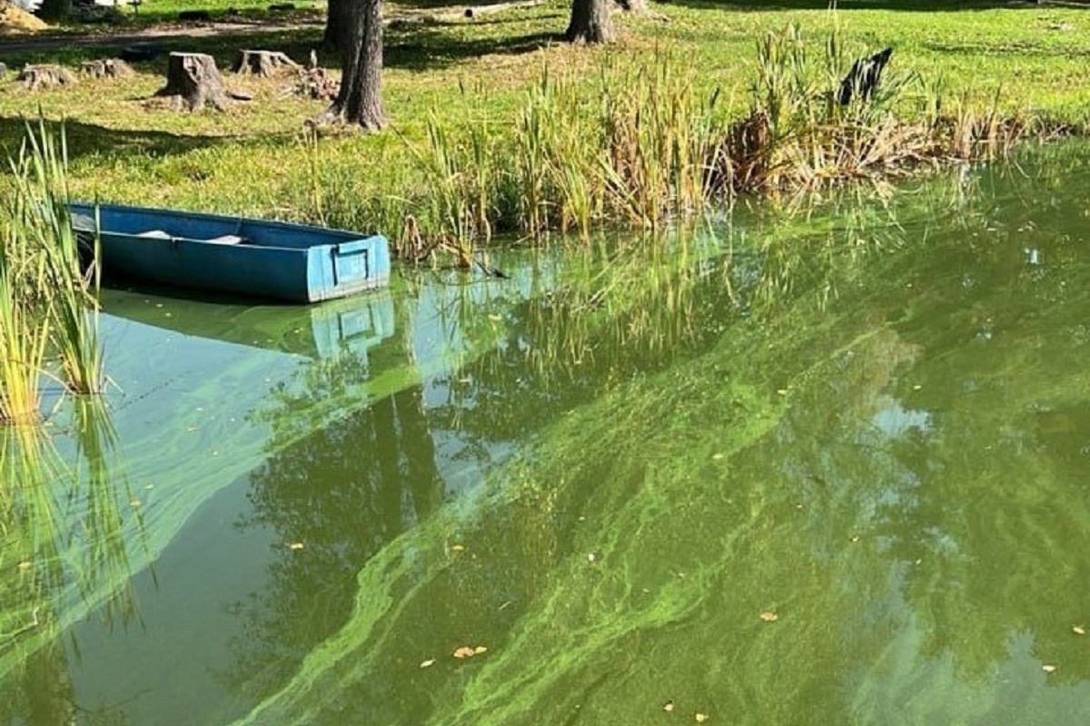 Экологи выдвинули новую версию цветения воды в водохранилище Кирова