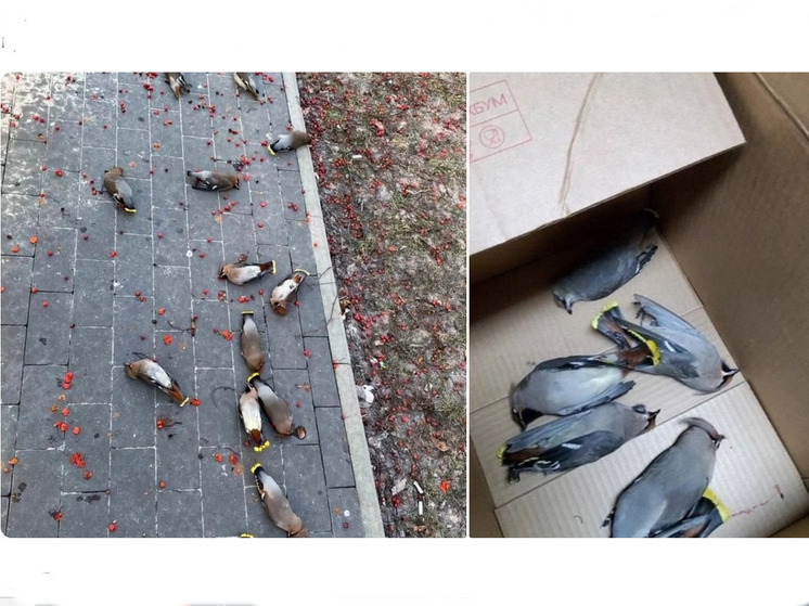 Москвич устроил птичий вытрезвитель, вдохновившись идеей жителя Карелии