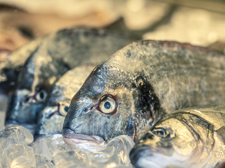 IAEA will check the safety of fish caught near Fukushima