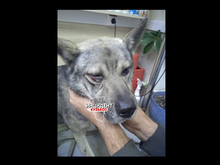Мужчина избил собаку лопатой в Прокопьевске