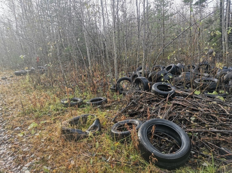 Лесничество Костомукши просит бизнесменов помочь убрать покрышки из леса