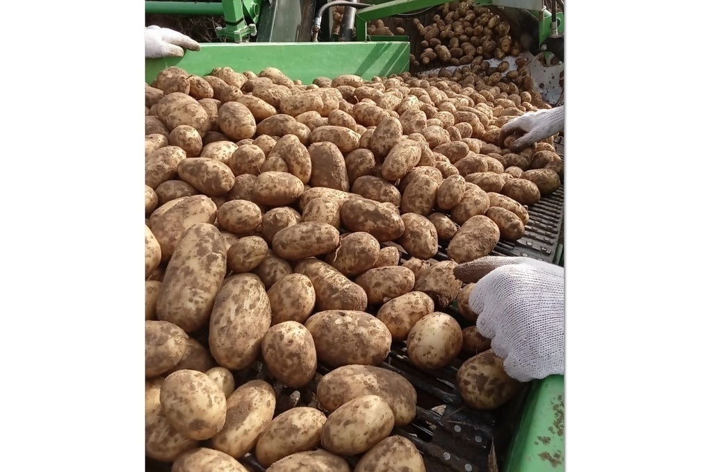 Костромские проблемы: аграрии не знают куда девать баснословный урожай картошки