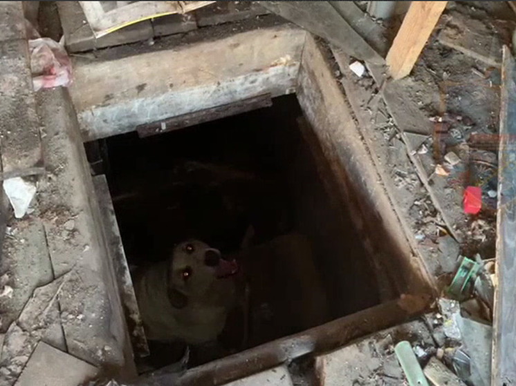 Собака упала в подвал заброшенного гаража в Кировске