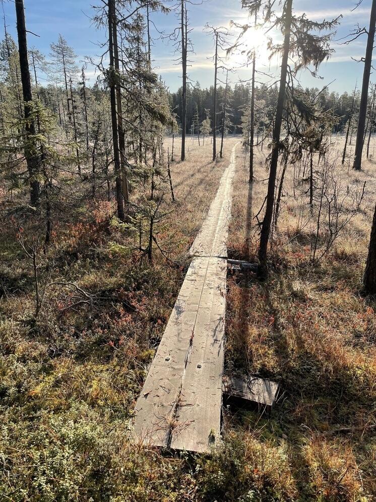 Заповедник в Костомукше покрылся инеем