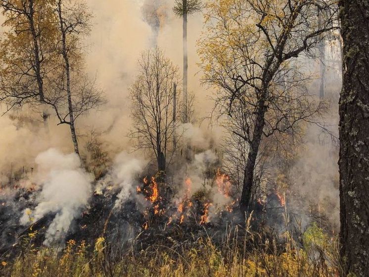 В лесничестве Хакасии снова горит лес