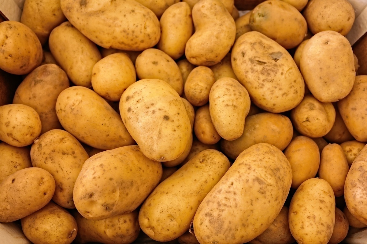 В Калининградской области построят 60 овощехранилищ для производства картофеля фри