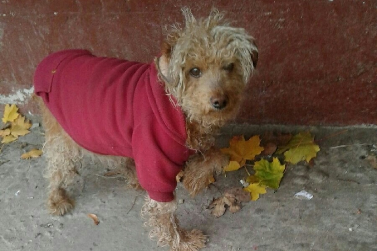 В Тверской области бегает маленькая собака в красном пальто