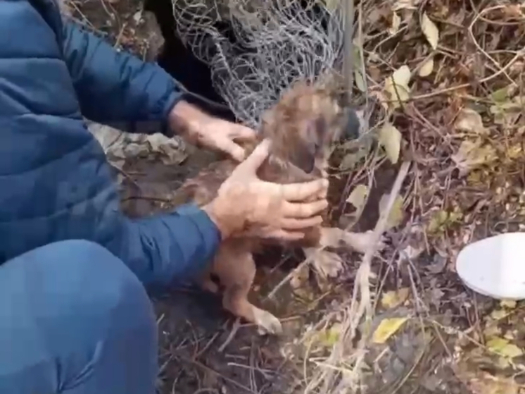 Пензенцы спасли щенка, свалившегося в колодец