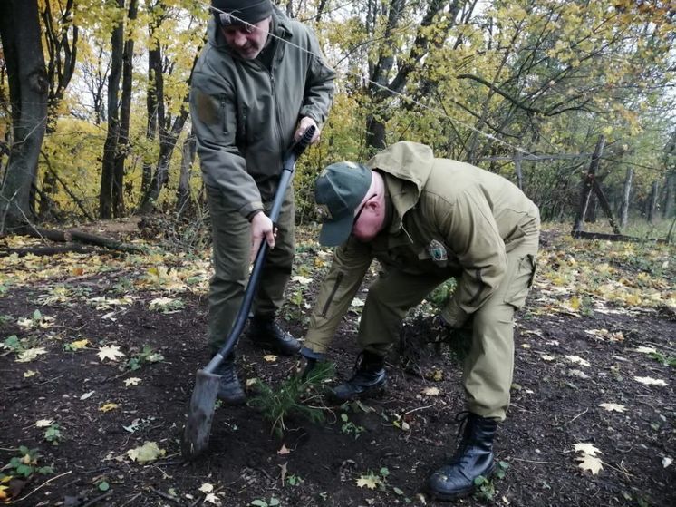 Медведевский лес в Орле благоустройство