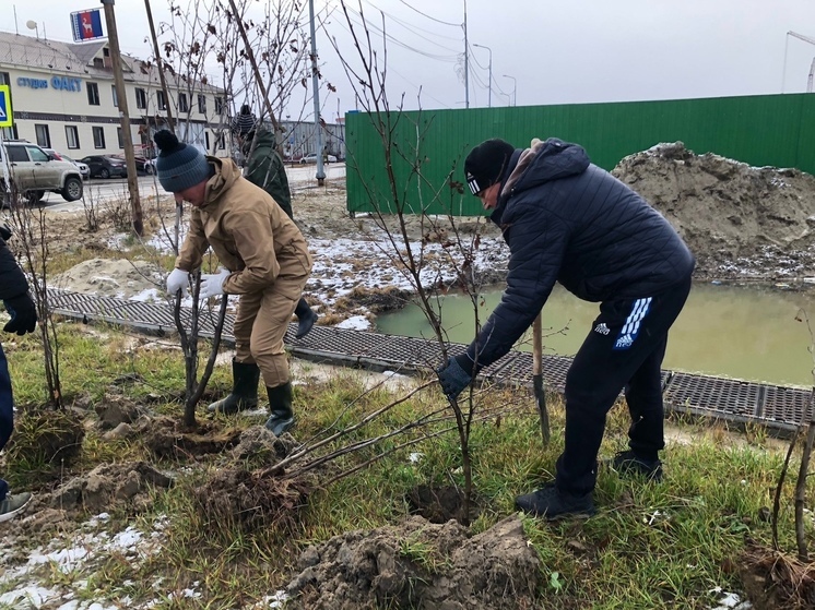 В Тазовском врачи посадили деревья у больницы